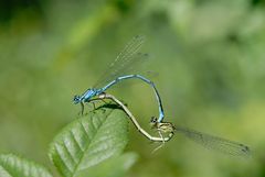 Libellen Tandem der AZURJUNGFER (COENAGRION PUELLA)