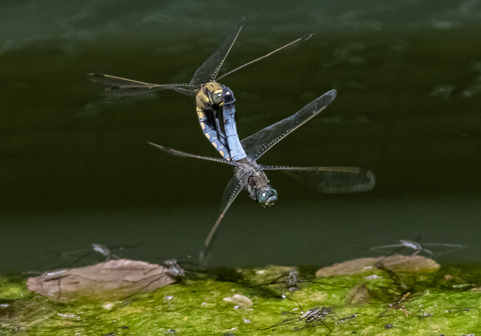 Libellen - Tandem im Flug