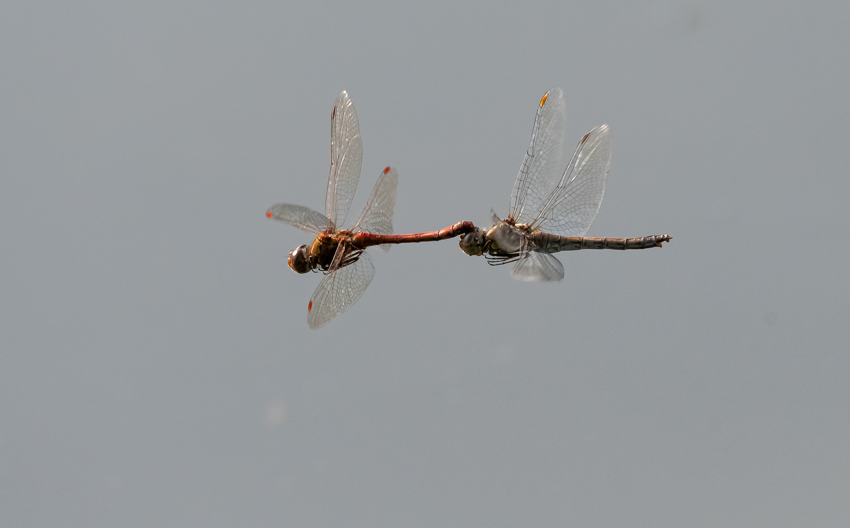 Libellen-Tandem im Flug