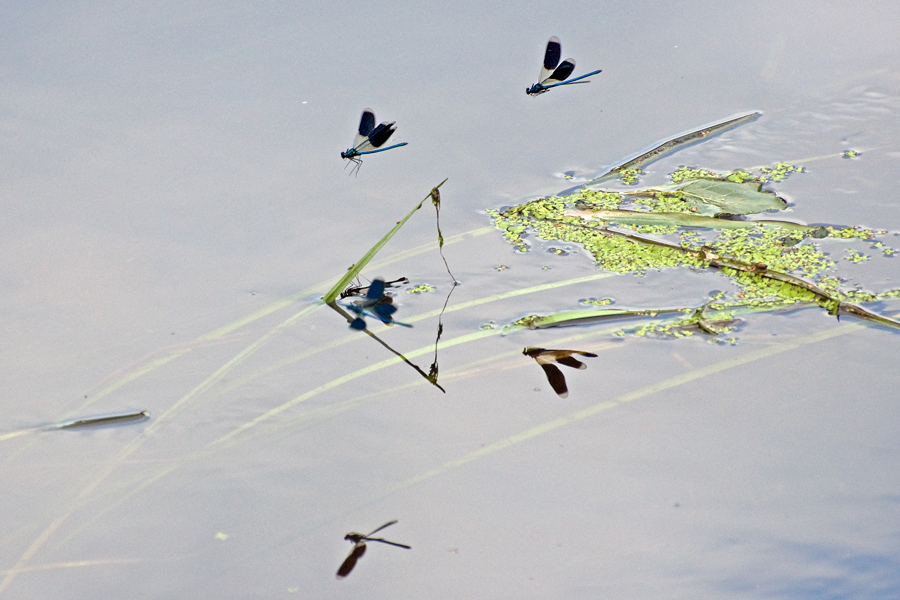 Libellen Tanz Foto & Bild tiere, wildlife, libellen Bilder auf