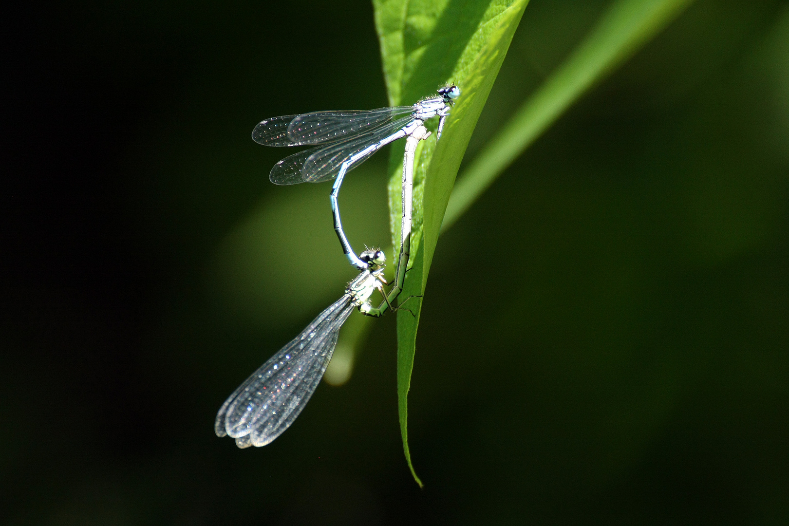 "Libellen " Teichjungfern ; Lestidae Foto & Bild sommer, outdoor