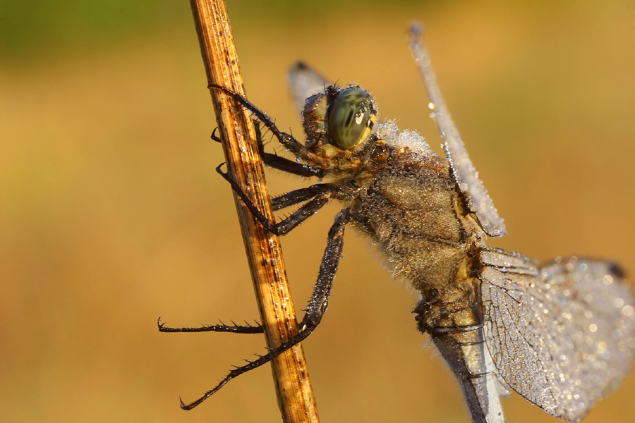 Libellen und Sonne.......... :O)