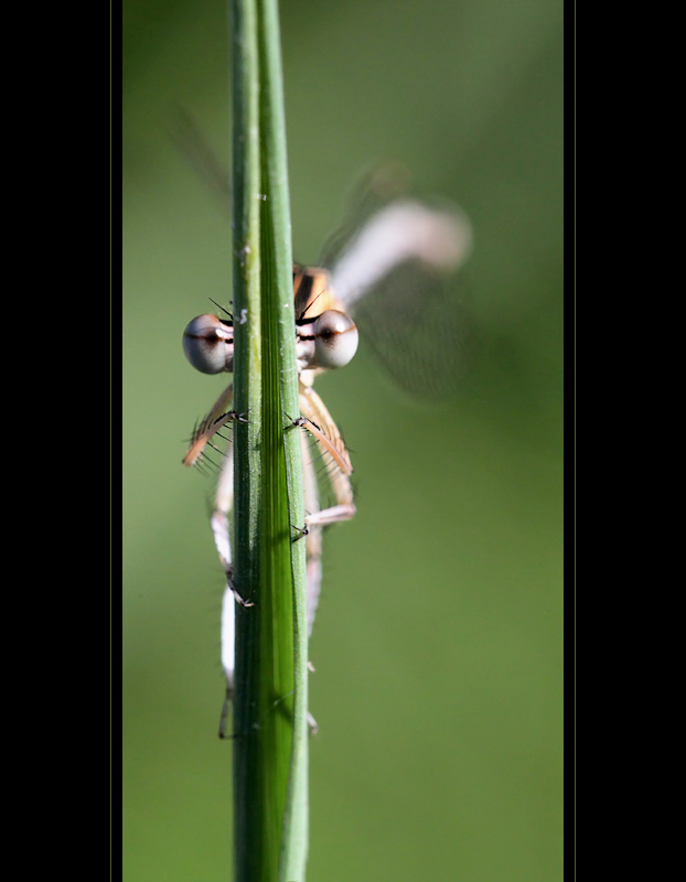 Libellen-Versteckspiel