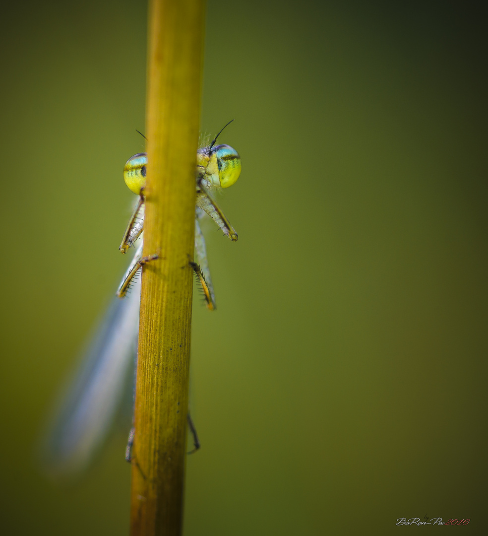 libellen versteckspiel