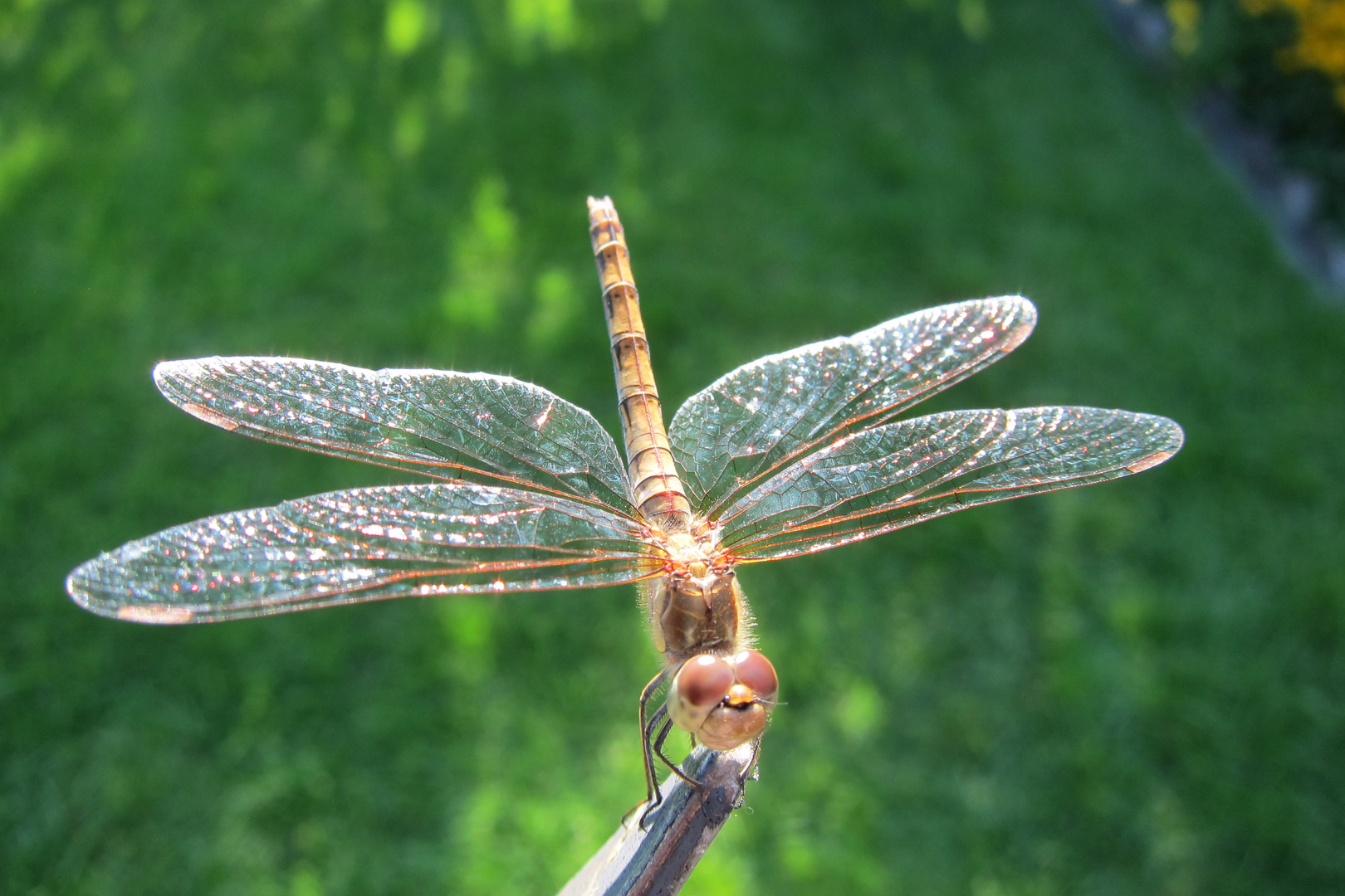 Libellen zu Besuch im Garten