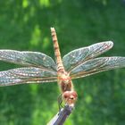 Libellen zu Besuch im Garten