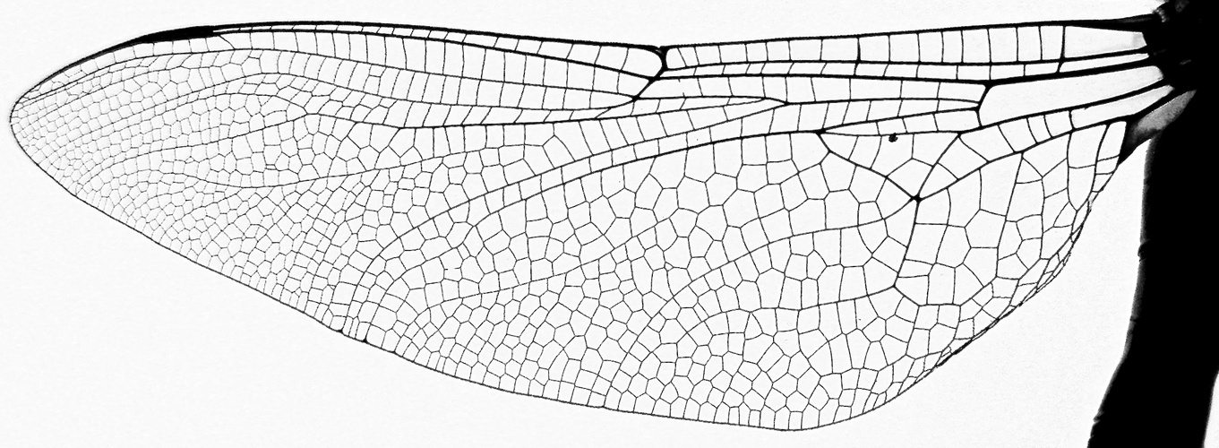 Libellenanatomie (als Bild 15b zu: "Die Frühe Heidelibelle, Sympetrum fonscolombii")