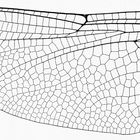 Libellenanatomie (als Bild 15b zu: "Die Frühe Heidelibelle, Sympetrum fonscolombii")