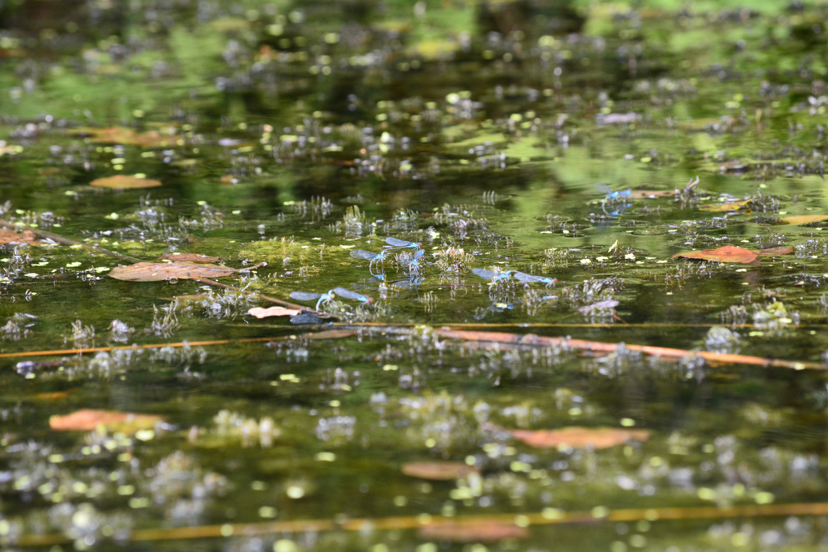 Libellenansammlung Müritzer Seenplatte