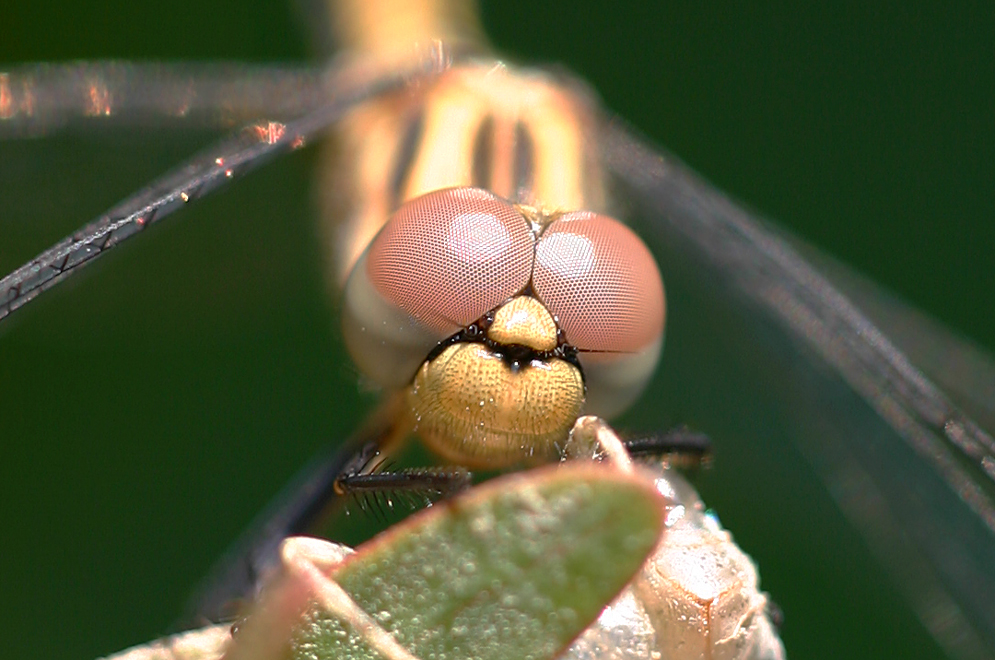 Libellenaugen