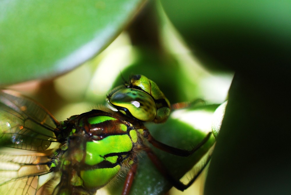 Libellenbesuch am Blumenfenster