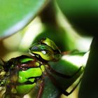 Libellenbesuch am Blumenfenster