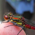 Libellenbesuch auf meiner Fingerkuppe