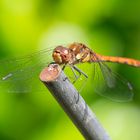 Libellenbesuch im Spätsommergarten