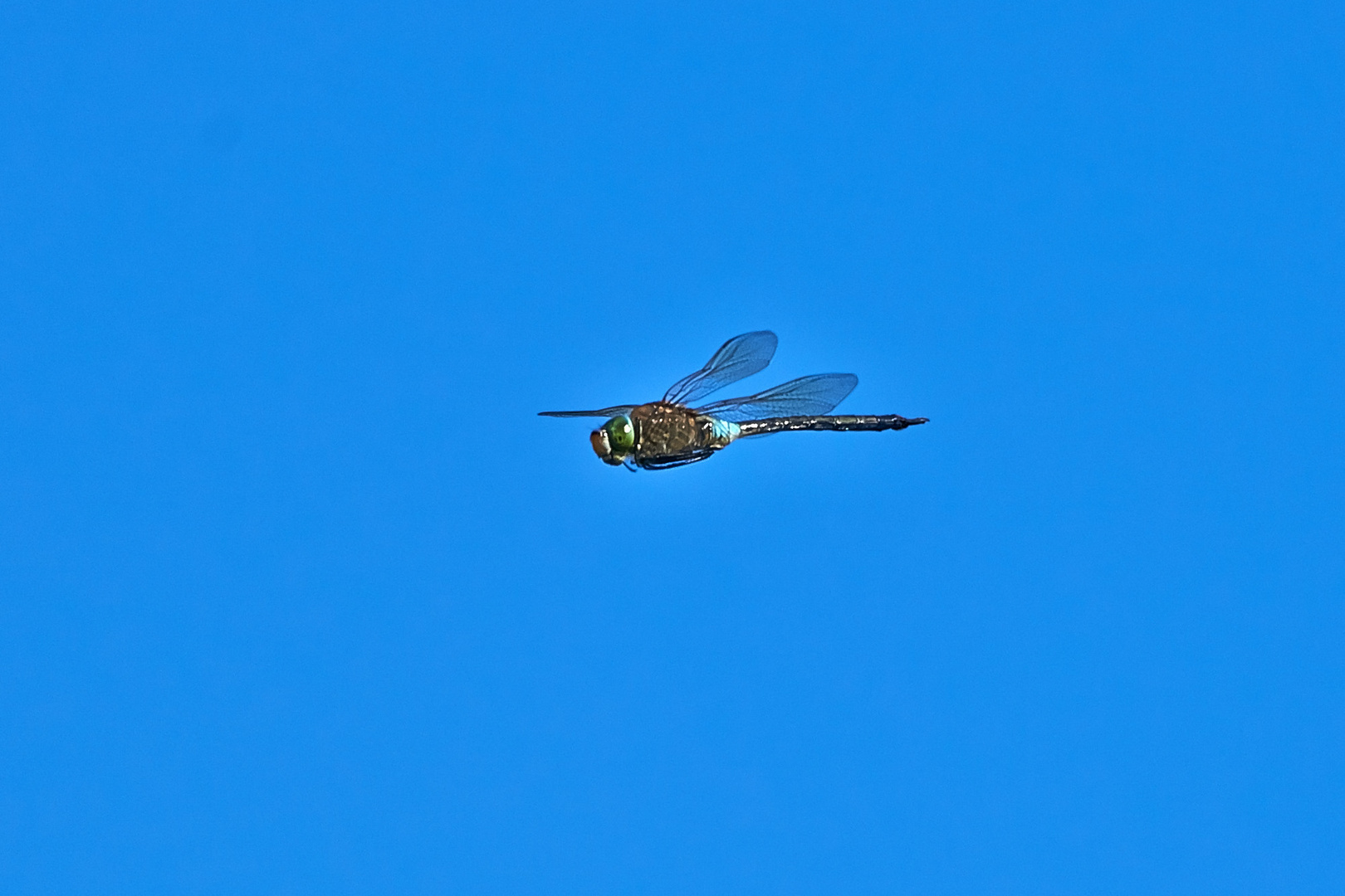 Libellenbomber im Vorbeiflug