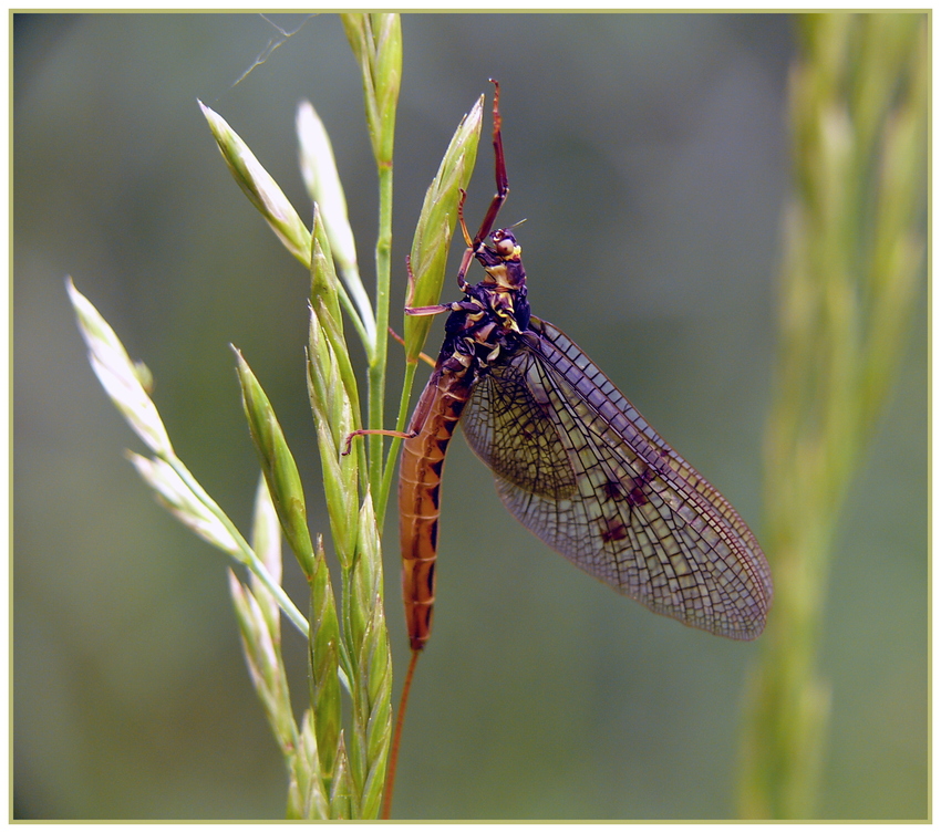 Libelle...nein...Eintagsfliege