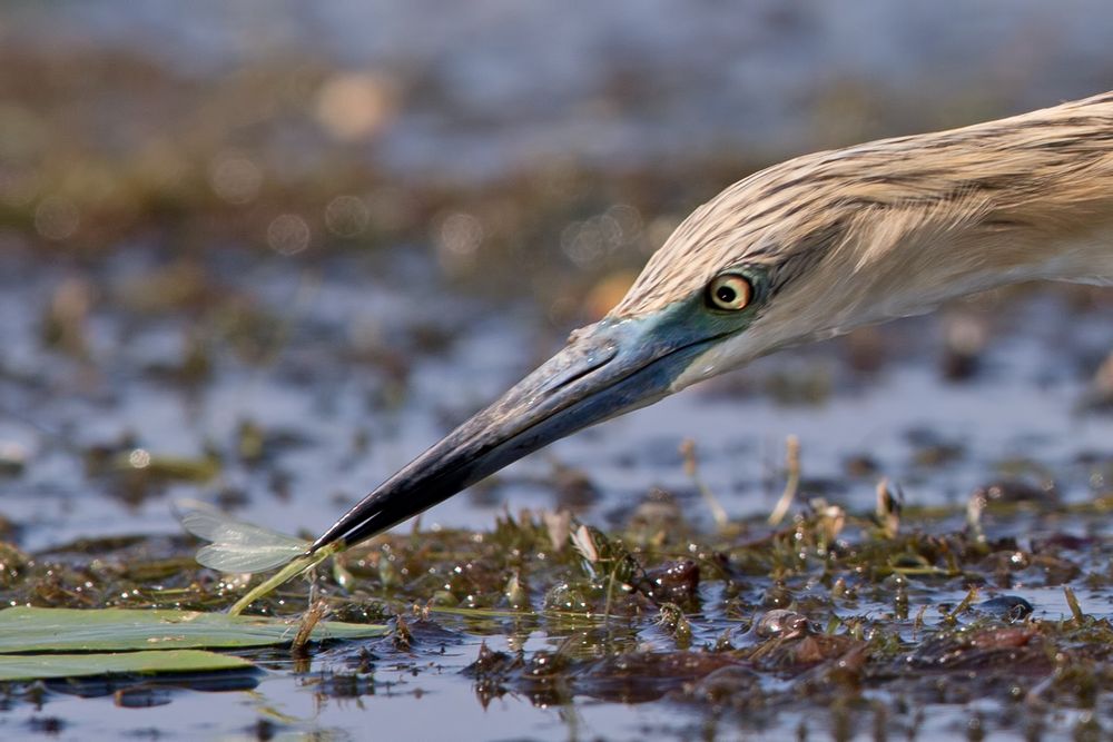 Libellenfang, Rallenreiher / Squacco heron