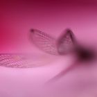 Libellenflügel 