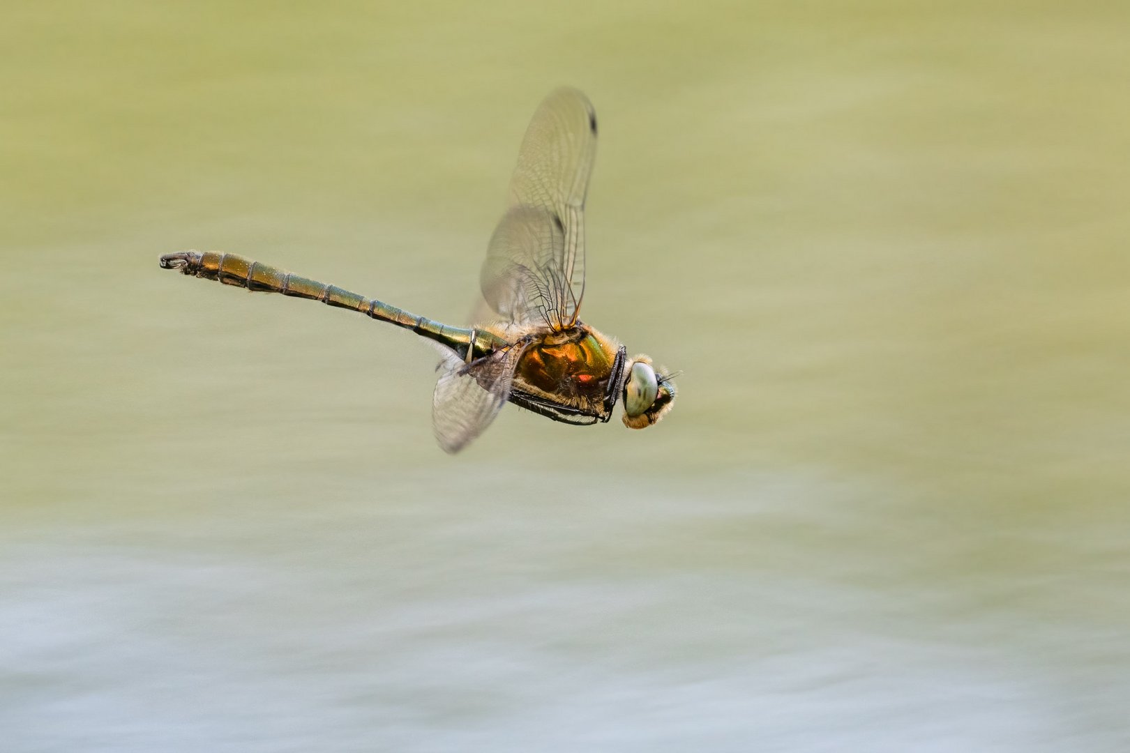 Libellenflug