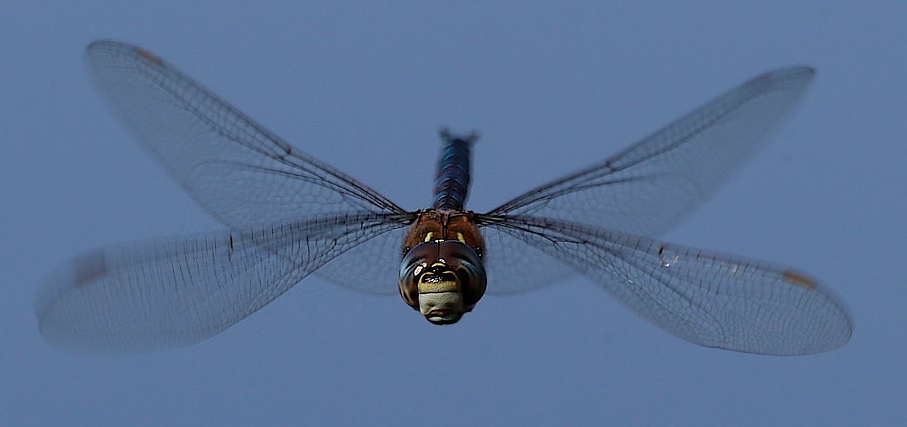 Libellenflug