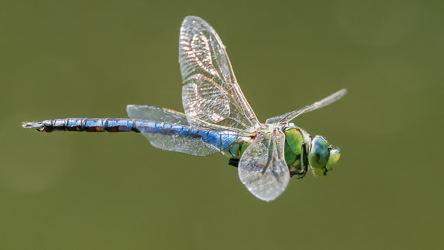 Libellenflug