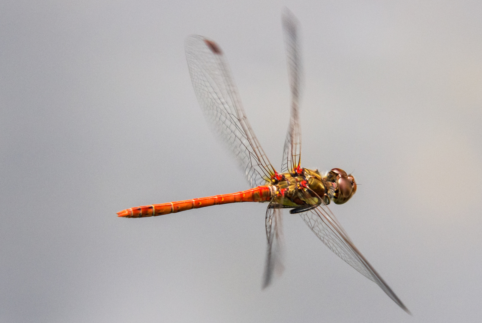 Libellenflug