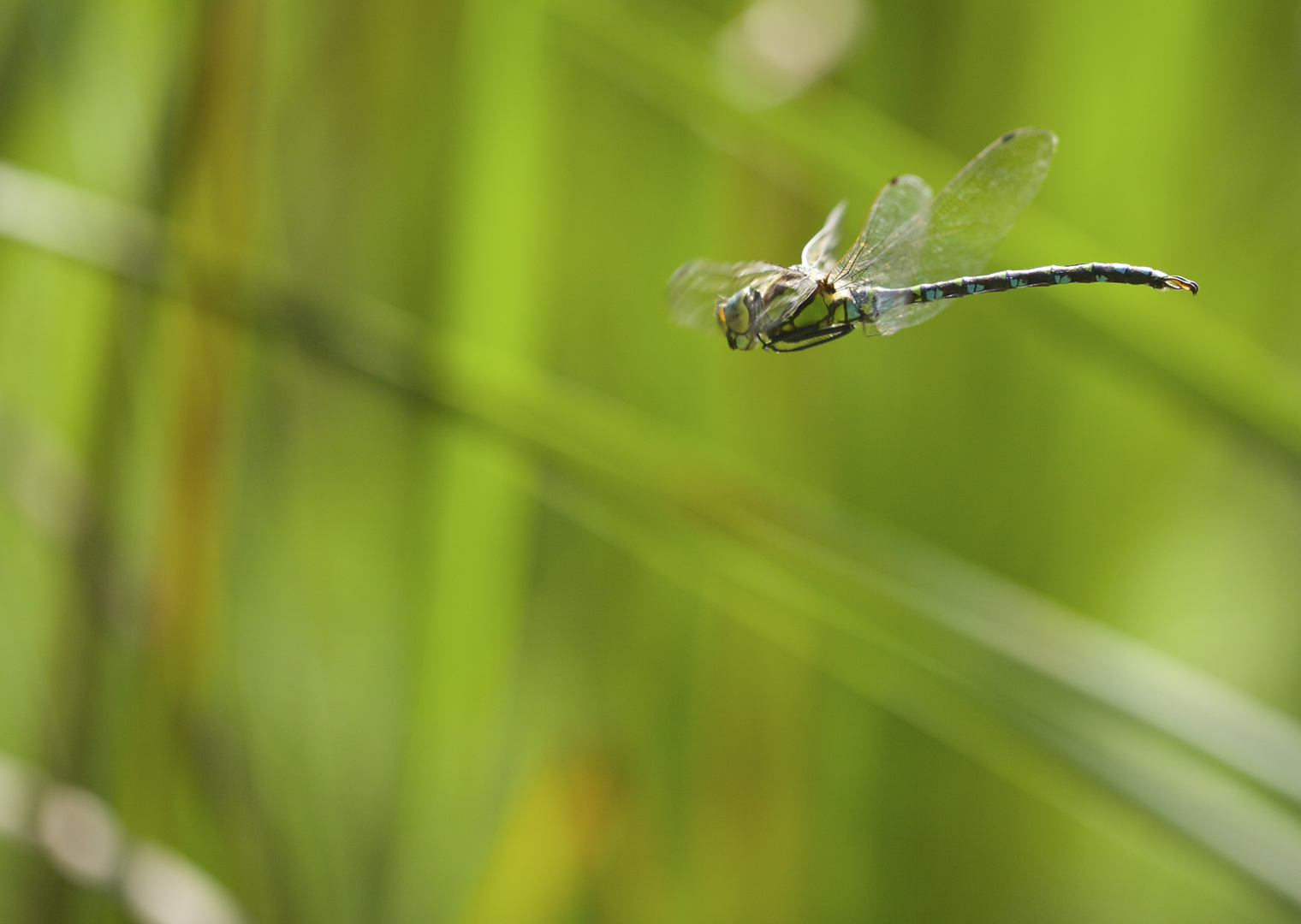 Libellenflug