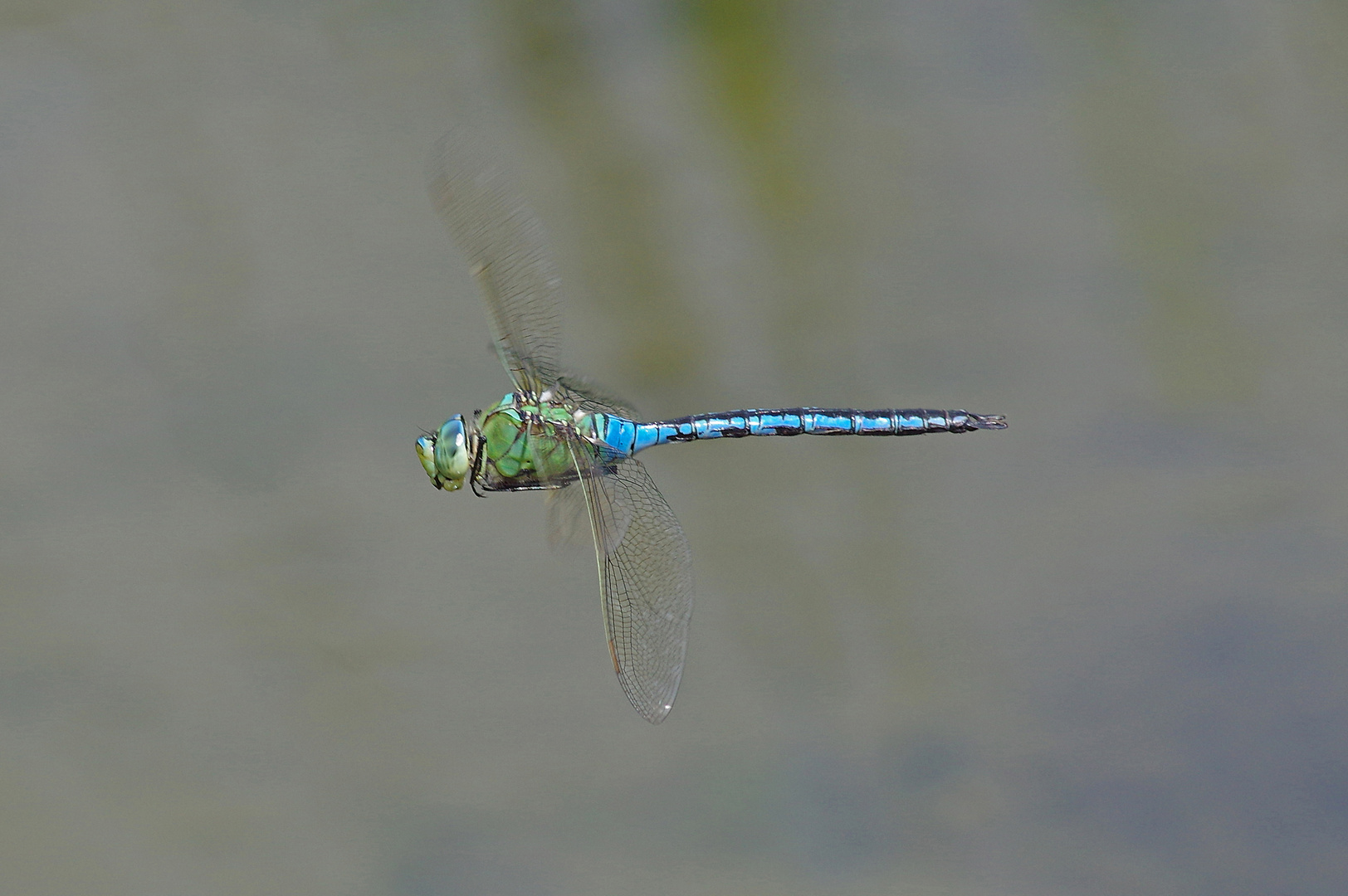 Libellenflug