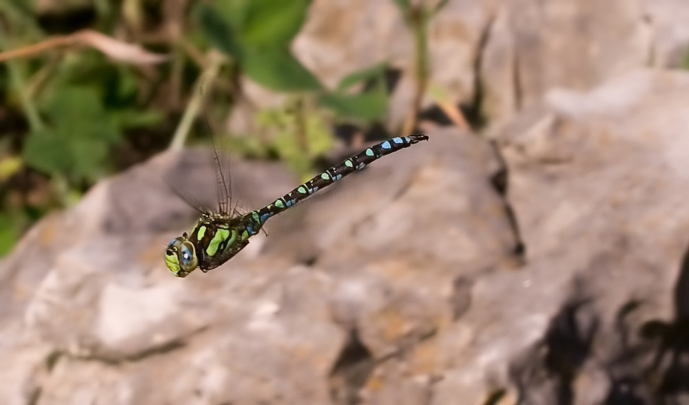 libellenflug