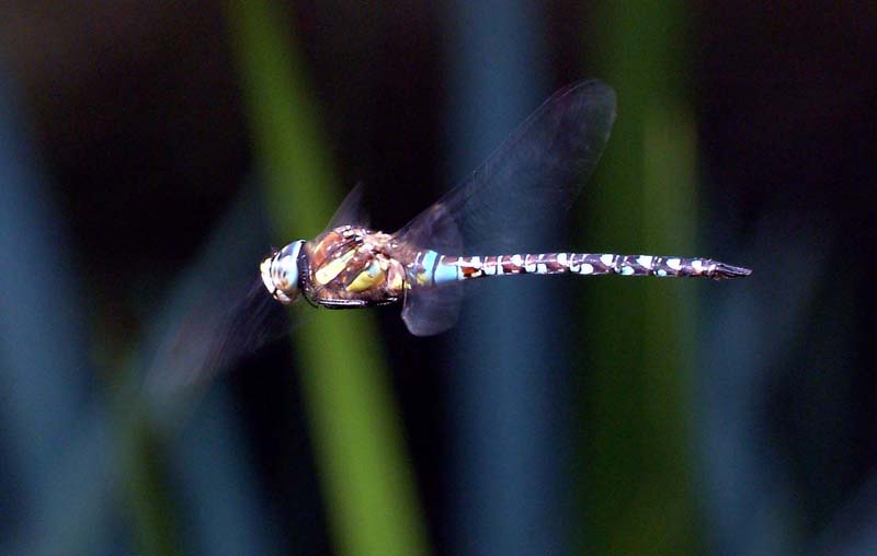 Libellenflug