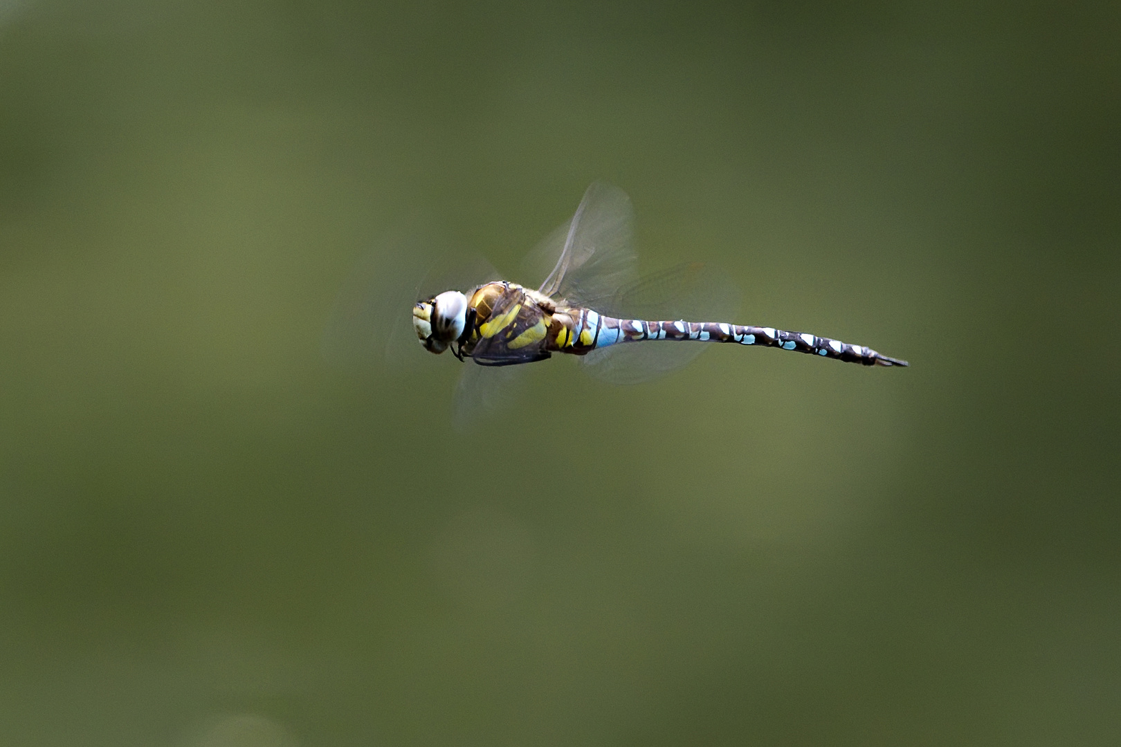 Libellenflug