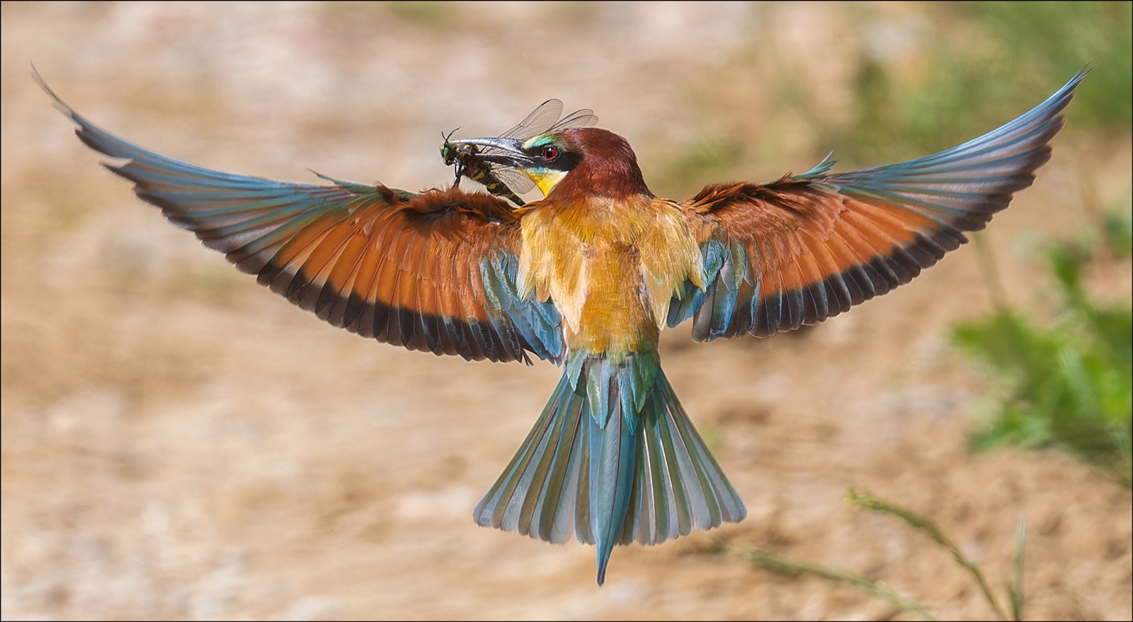 Libellenflug