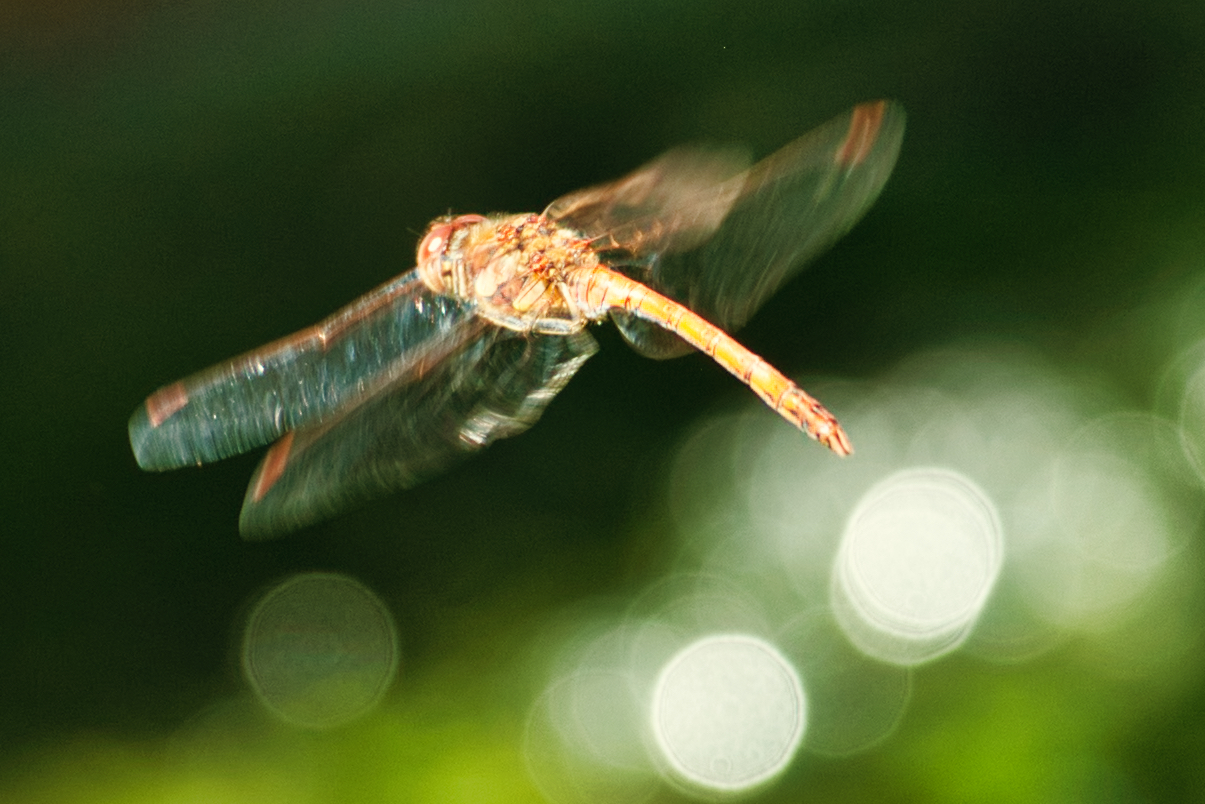 Libellenflug