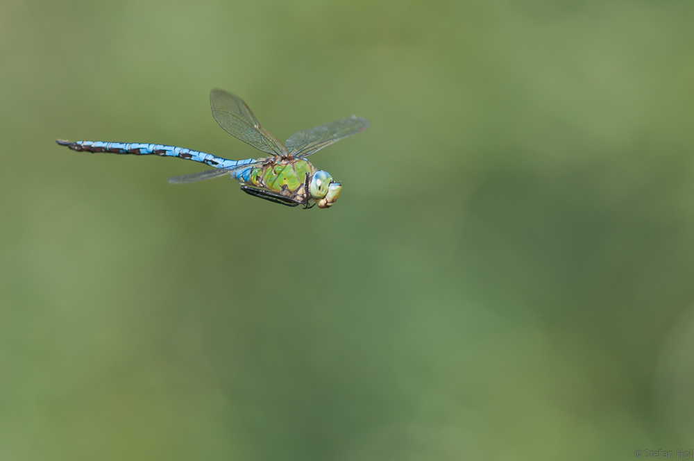 Libellenflug