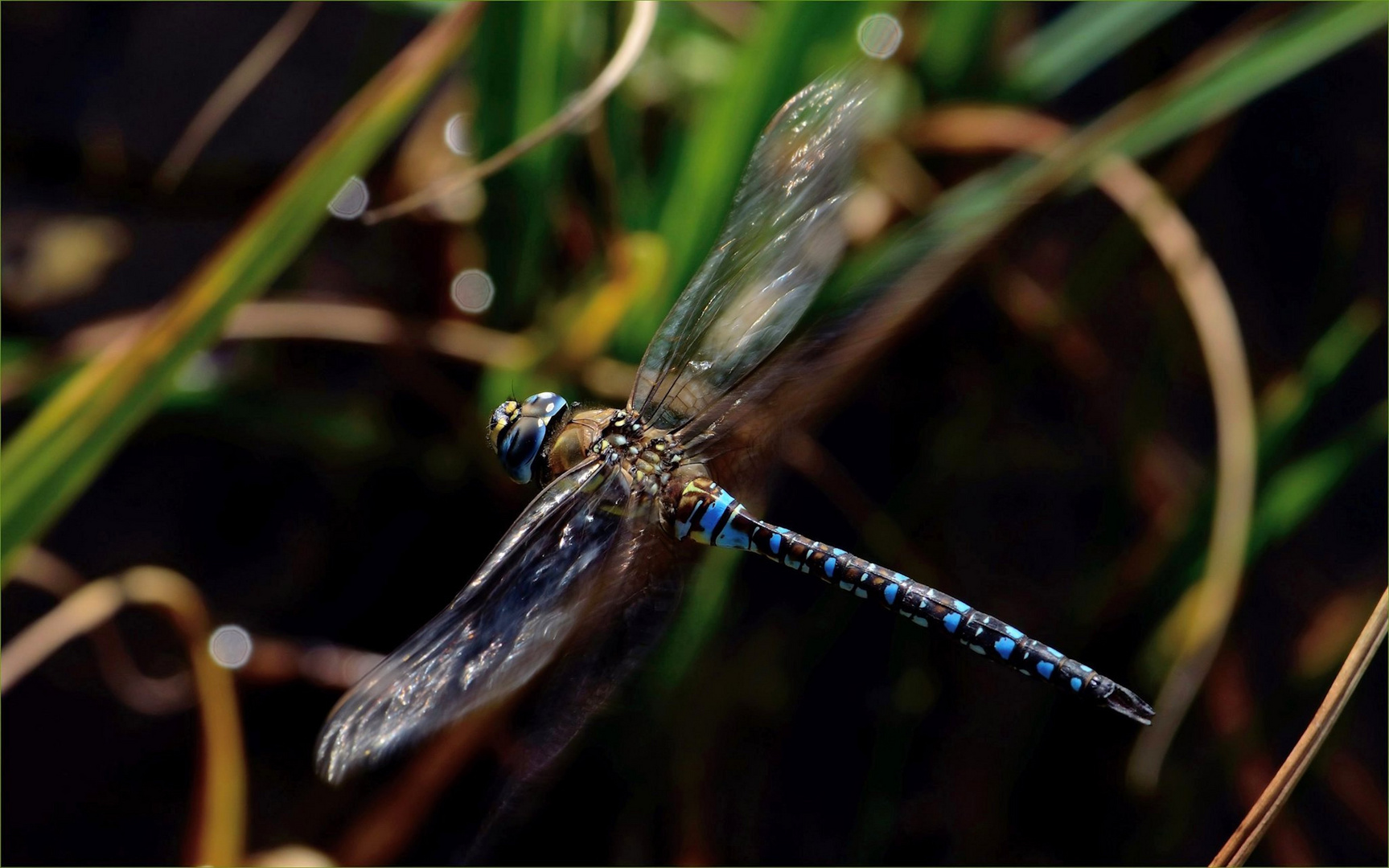 Libellenflug...