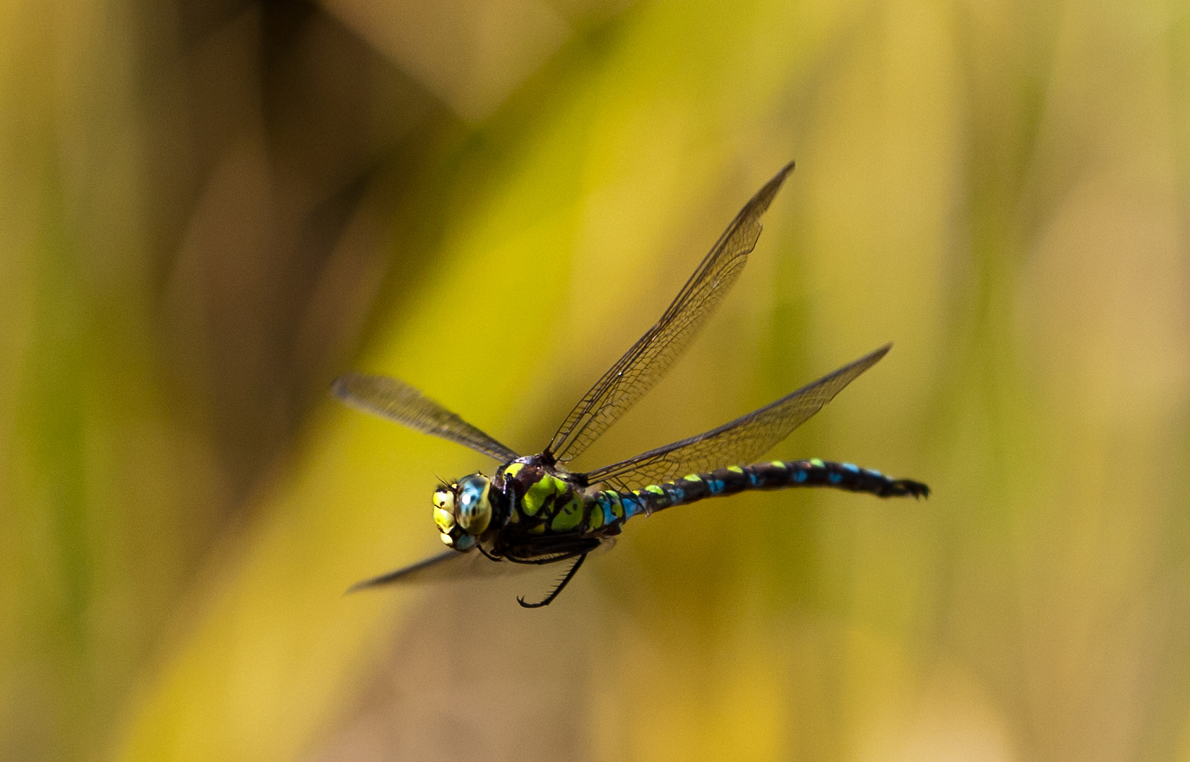 LIbellenflug