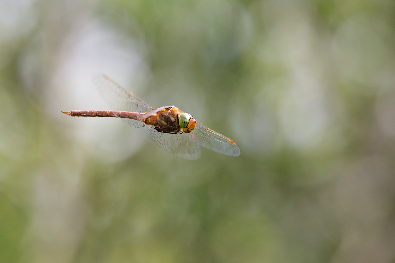 Libellenflug