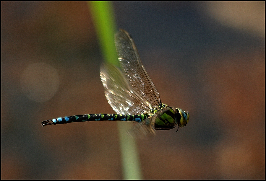 Libellenflug