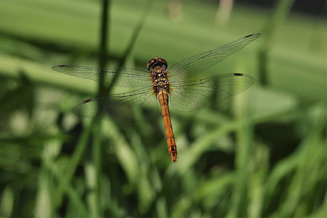 Libellenflug über die Wiese