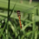 Libellenflug über die Wiese