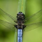 Libellenfotografie am Niederrhein: Ein Spitzenfleck