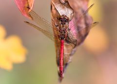 libellenherbst 11