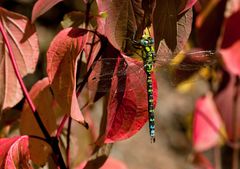 libellenherbst 2