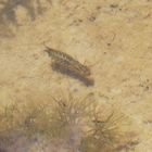 Libellenlarve unter Wasser