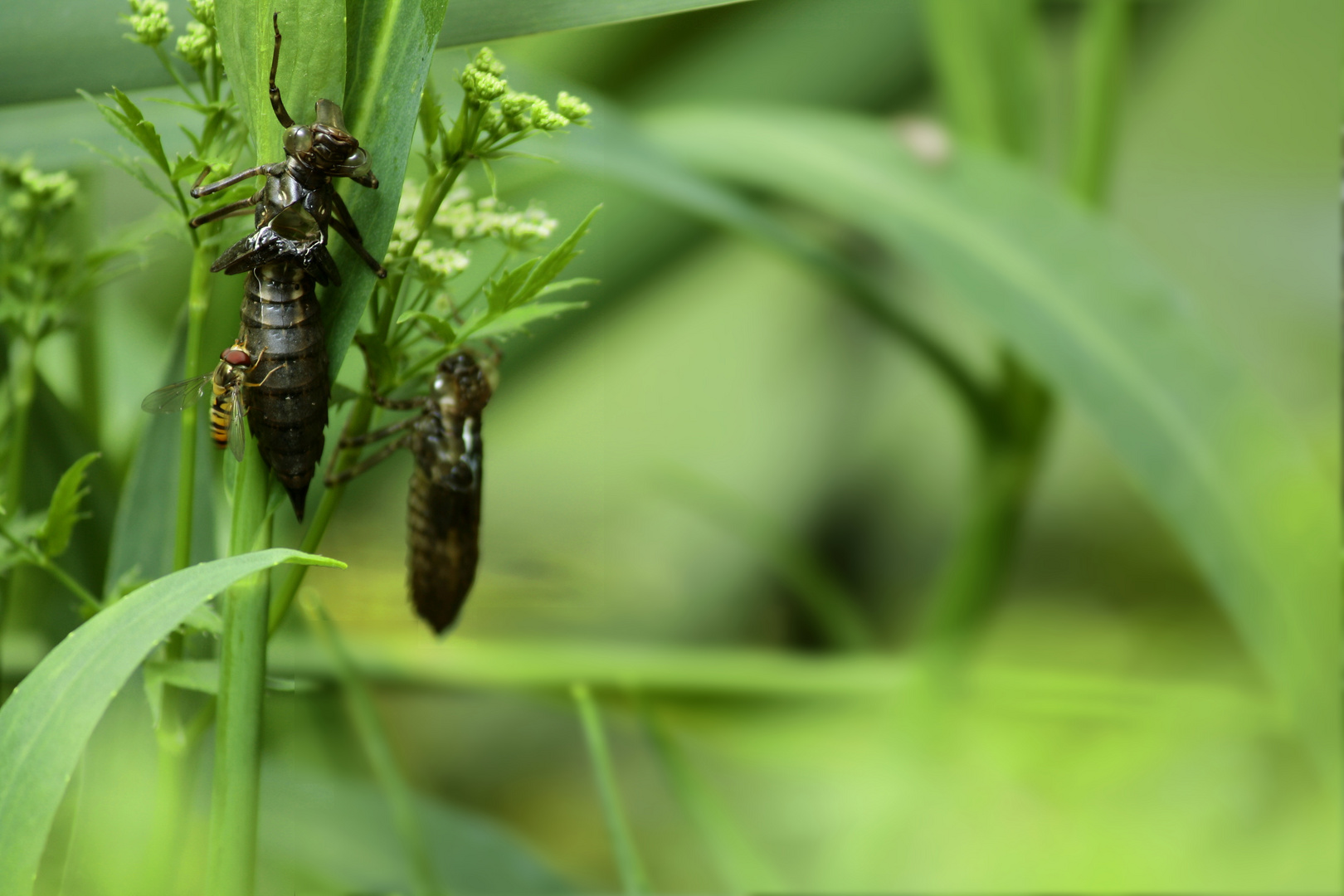 Libellenlarven mit Schwebfliege