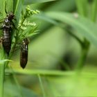 Libellenlarven mit Schwebfliege