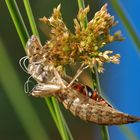 Libellenlarvenhülse mit Besucher