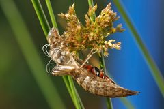 Libellenlarvenhülse mit Besucher