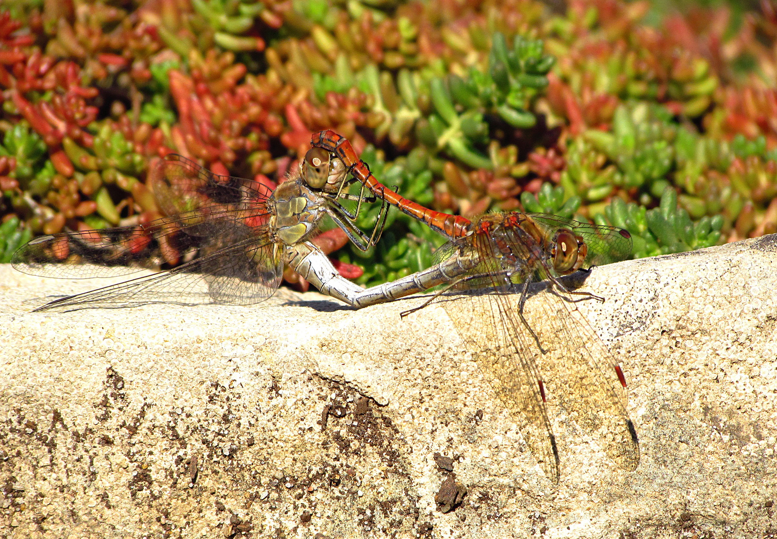 --- Libellenliebe im Sedumwald ---