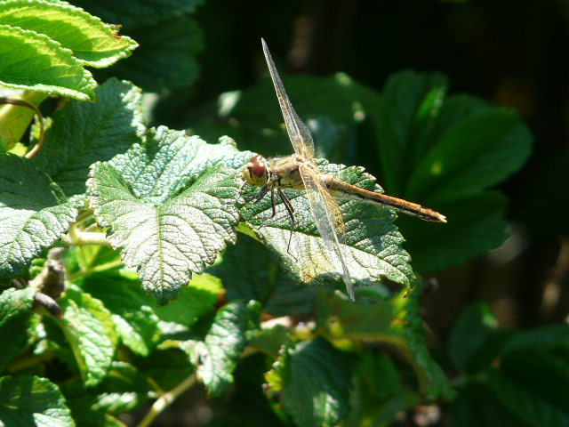 LIBELLENMAKRO